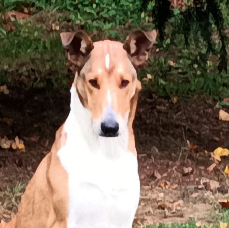 C.I.B.,J. CH SK, CH SK, HU, SI, Grand CH SK MIGHTY´S SPRING MEADOW WAM WINNIE " MIA "